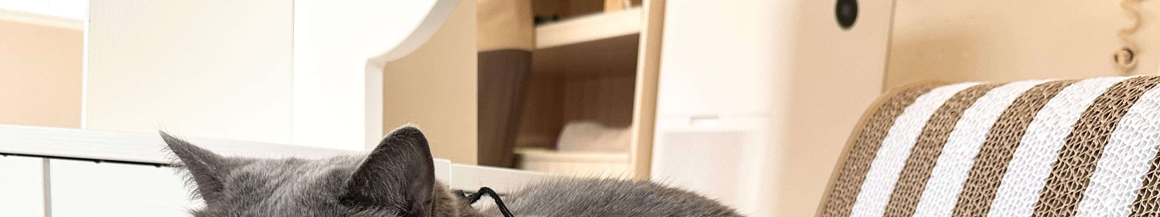 Tea with Cats in Cats Tea Room Hong Kong Cat Cafe Tsuen Wan Tsim